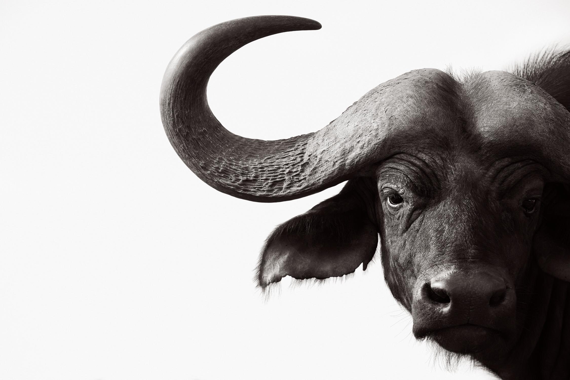Drew Doggett Black and White Photograph – Porträt eines Wasserbüffels vor einem weißen Hintergrund, von der Mode inspiriert