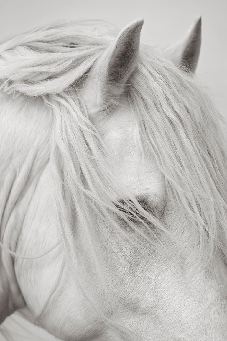 Drew Doggett Portrait Photograph – Porträt eines weißen Pferdes, Schwarz-Weiß-Fotografie, Ätherische Fotografie, Mode
