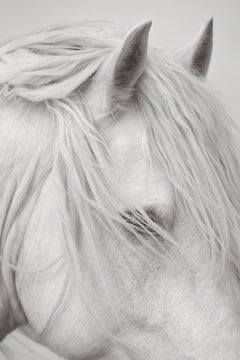 Portrait of a White Horse, Black and White Photography, Ethereal, Fashion