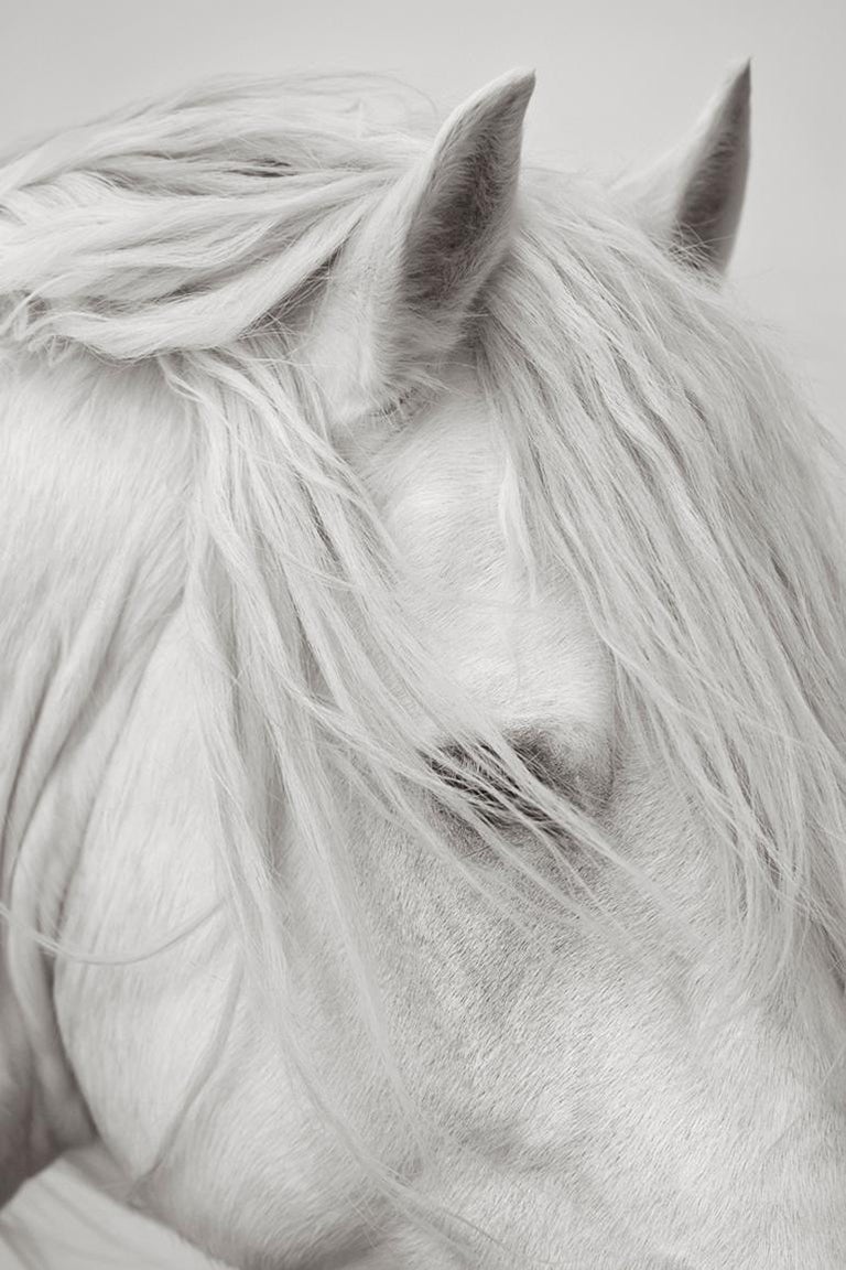 "Ethere"

This best-selling, award-winning image is an intimate portrait of an iconic all-white horse native to the Camargue region in the South of France. 

The award-winning print series Band of Rebels: White Horses of Camargue captures the