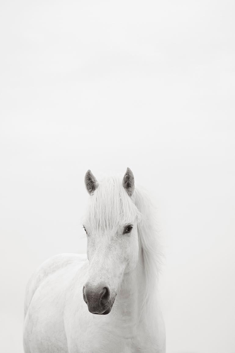 Drew Doggett Black and White Photograph - Portrait of a White Horse, Fashion-Inspired, Vertical, Minimalist