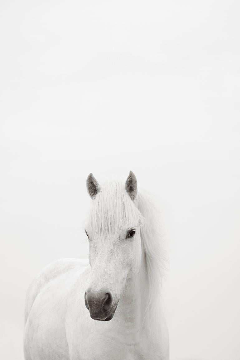 Black and White Photograph di Drew Doggett - Ritratto di un cavallo bianco, ispirato alla moda, verticale, minimalista