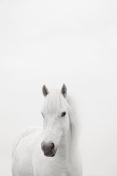 Porträt eines weißen Pferdes, von der Mode inspiriert, vertikal, minimalistisch