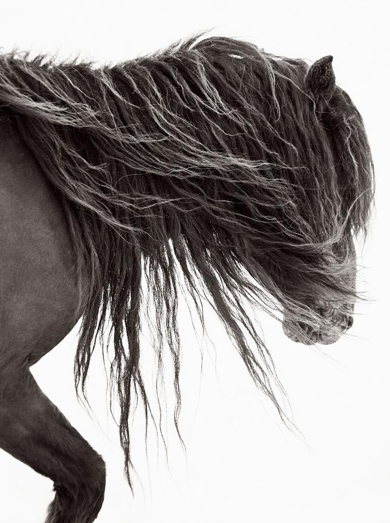 Drew Doggett Portrait Photograph – Porträt eines Wildpferdes auf der Zobelinsel, von der Mode inspiriert, vertikal, Reiter