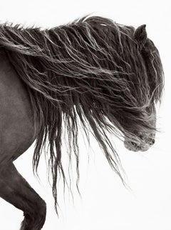 Porträt eines Wildpferdes auf der Zobelinsel, von der Mode inspiriert, vertikal, Reiter