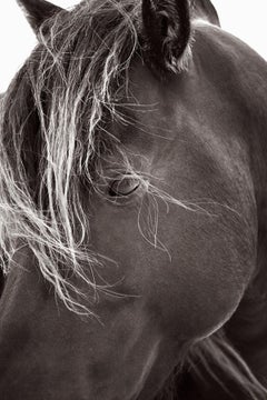 Portrait of a wild horse on Sable Island with a light mane