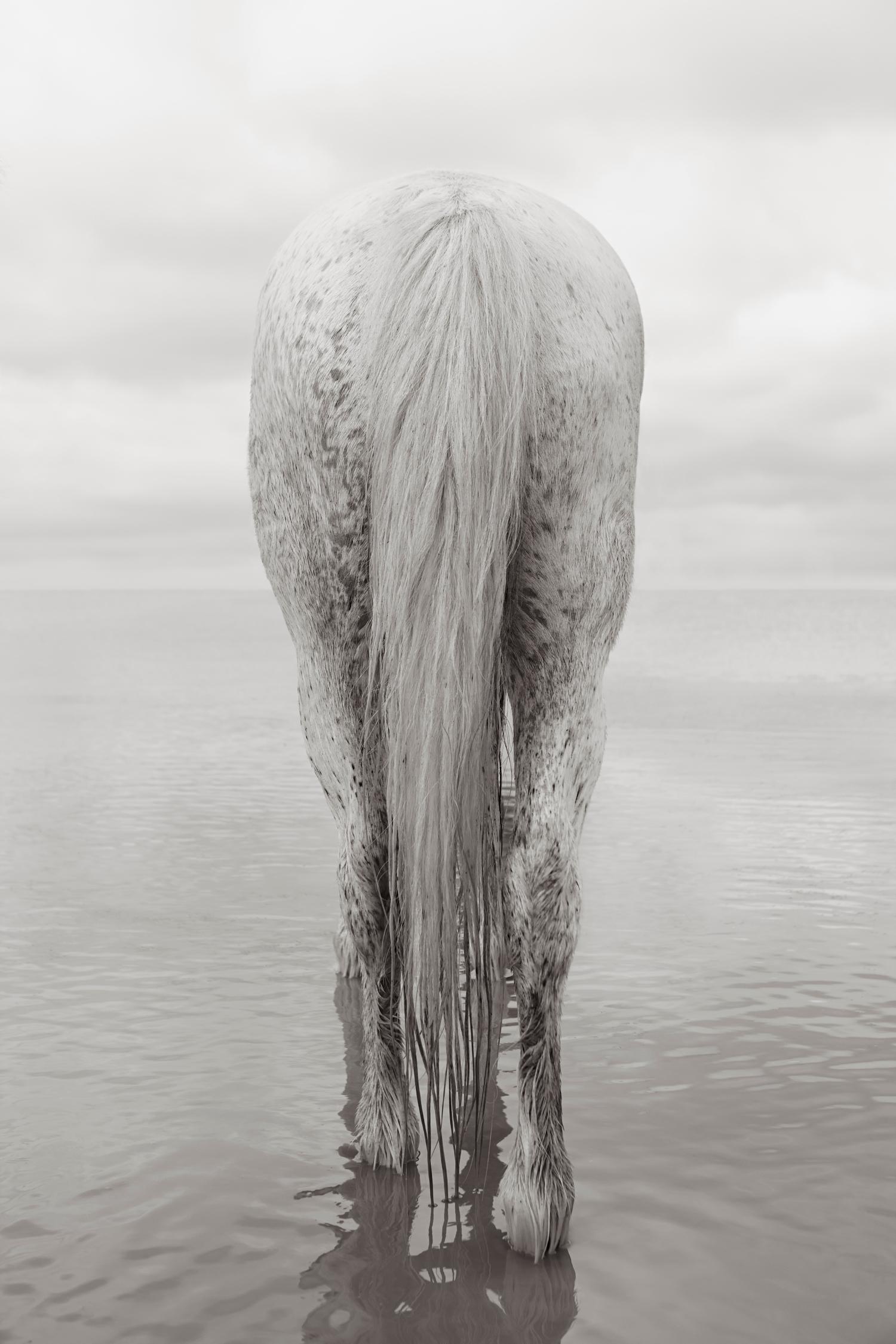 Drew Doggett Portrait Photograph – Porträt eines ganz weißen Pferdes in Camargue, Frankreich, vertikal, ätherisch