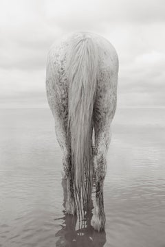 Porträt eines ganz weißen Pferdes in Camargue, Frankreich, vertikal, ätherisch