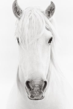 Retrato de un etéreo caballo blanco de Camarga, mirando sus expresivos ojos