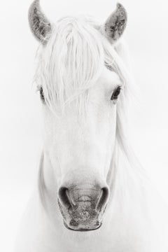 Ritratto di un etereo cavallo bianco della Camargue, guardando nei suoi occhi espressivi