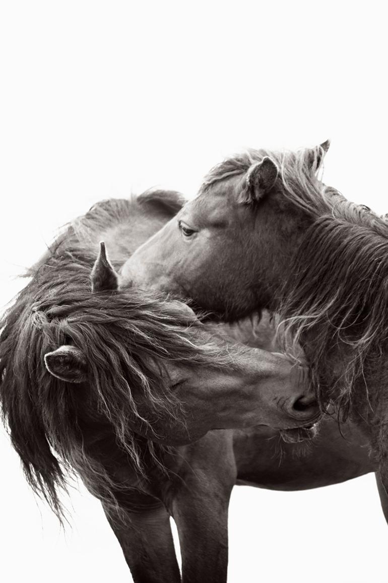 Drew Doggett Portrait Photograph - Portrait of Two Wild Horses, Minimal, Vertical 