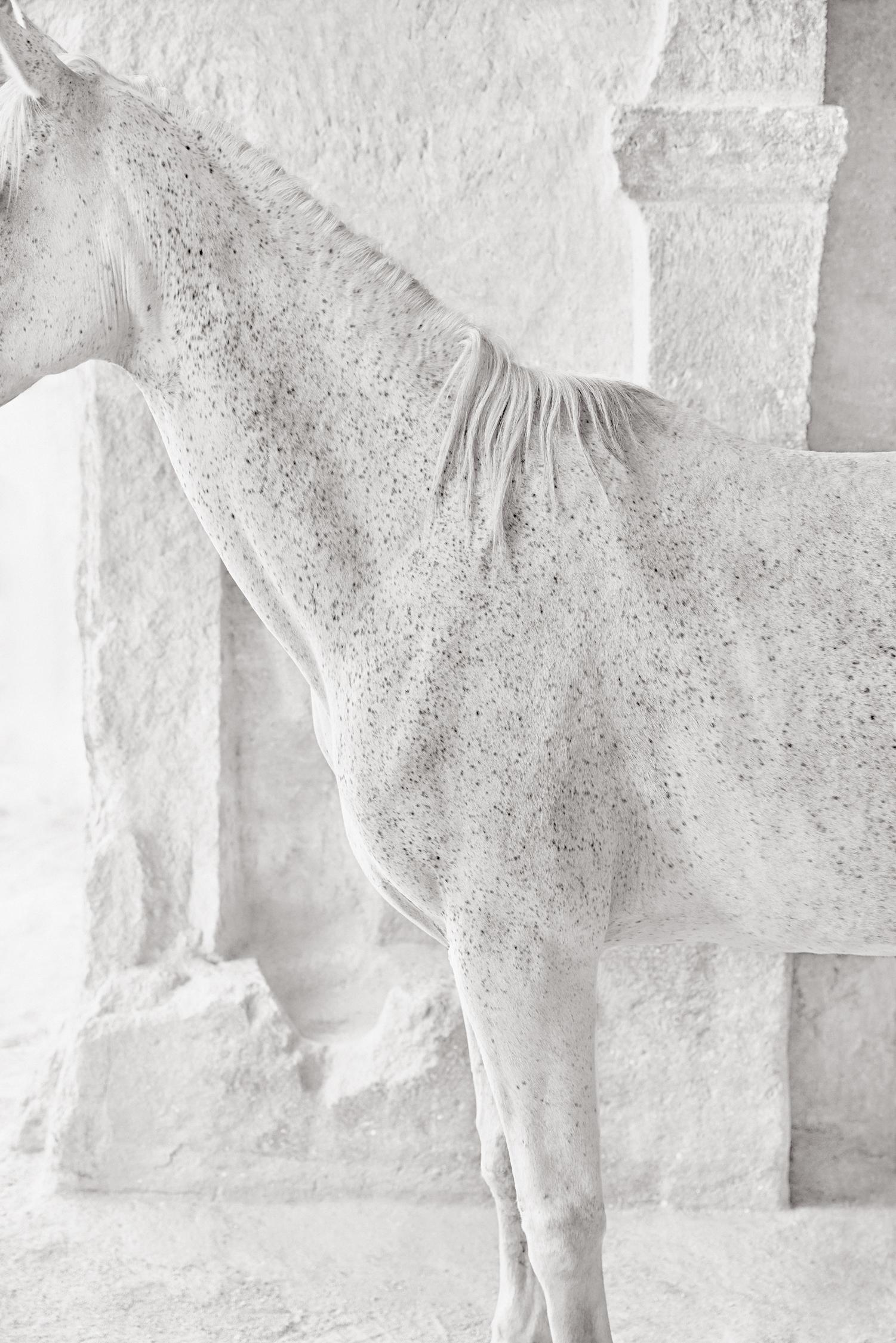 Perfil de un hermoso caballo blanco contra una antigua estructura de piedra - Photograph de Drew Doggett
