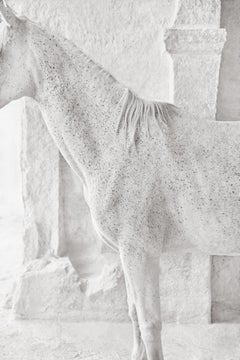 Profile of a beautiful white horse against an ancient stone structure