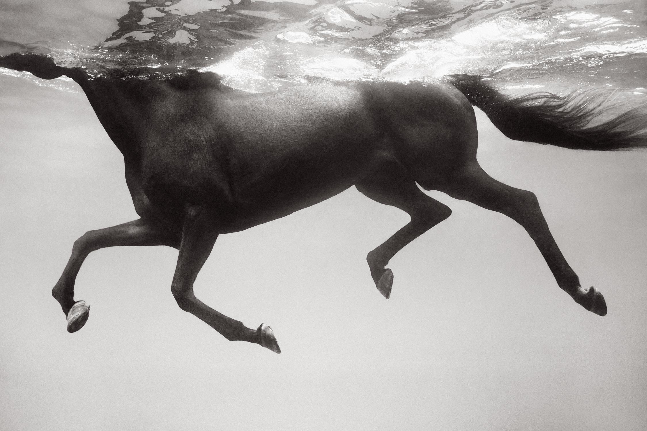 Drew Doggett Black and White Photograph – Profile eines dunklen Pferdes, das unter Wasser schwimmt, Licht fließt durch die Oberfläche