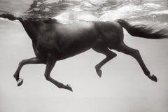 Profile eines dunklen Pferdes, das unter Wasser schwimmt, Licht fließt durch die Oberfläche