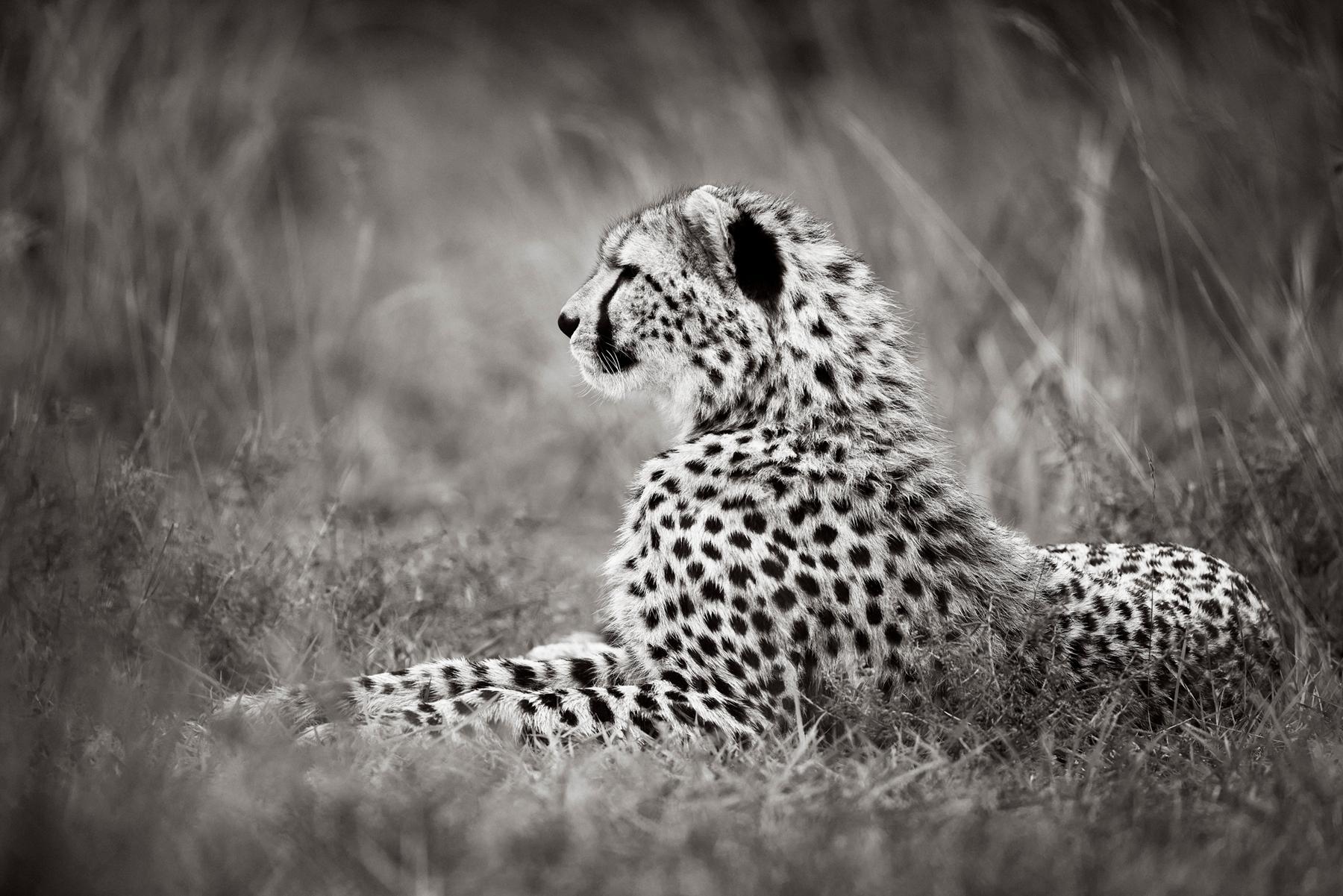 Ritratto di profilo in bianco e nero di un elegante ghepardo tra l'erba alta - Photograph di Drew Doggett