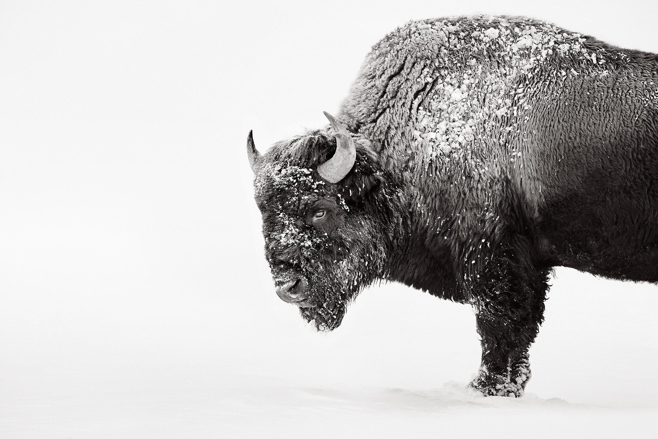 Profile portrait of a bison set against a pale winter backdrop in black & white