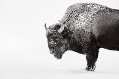 Profilporträt eines Bisons vor einem blassen Winterhintergrund in Schwarz-Weiß