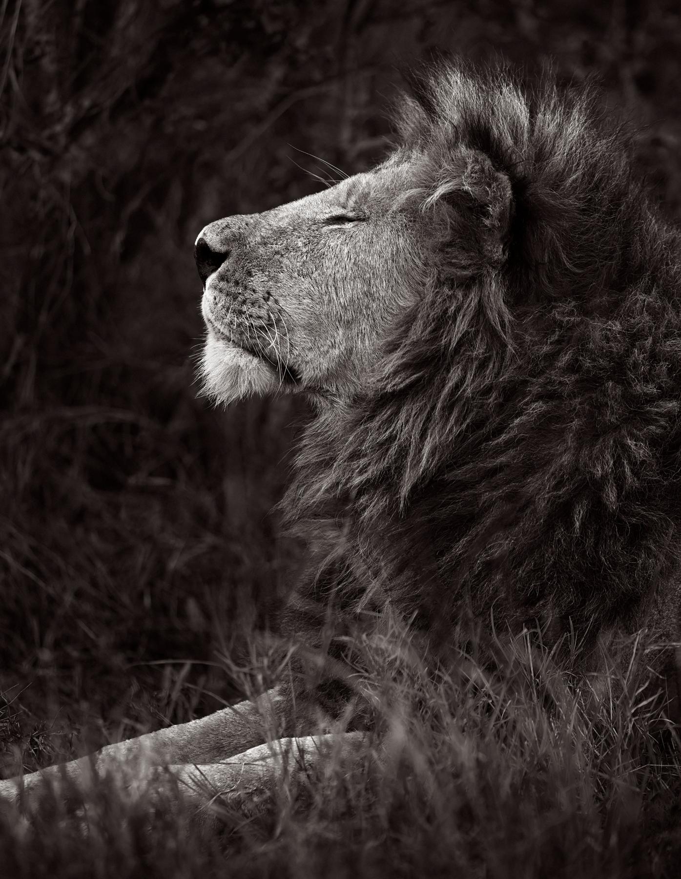 Profilbildnis eines Löwen mit geschlossenen Augen – Photograph von Drew Doggett