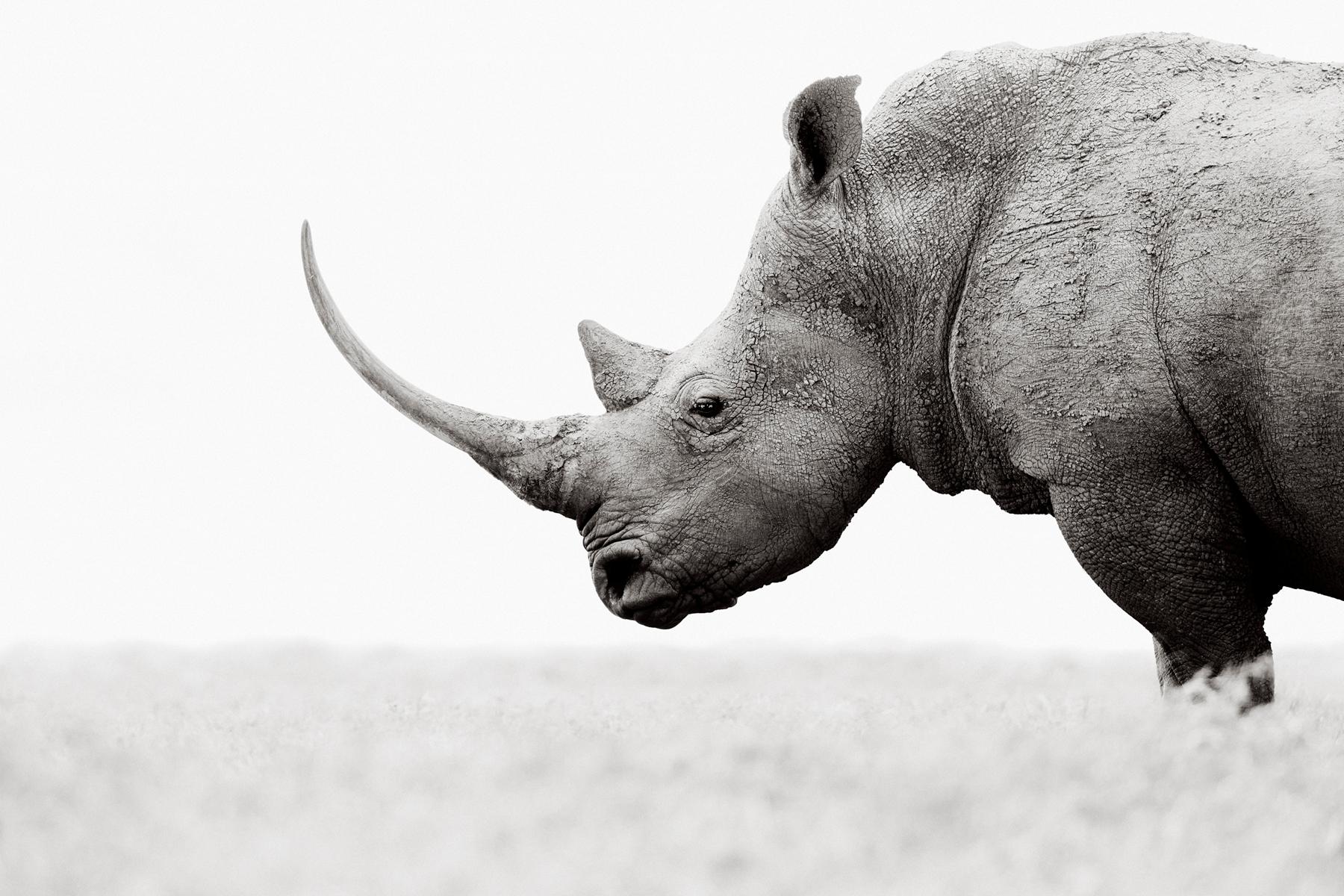 Profilporträt eines Nashorns mit einem sehr langen Horn – Photograph von Drew Doggett