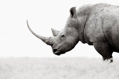 Profile portrait of a rhino with a very long horn