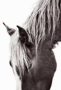 Profile Portrait of a Wild Horse on Sable Island With Light Mane, Vertical