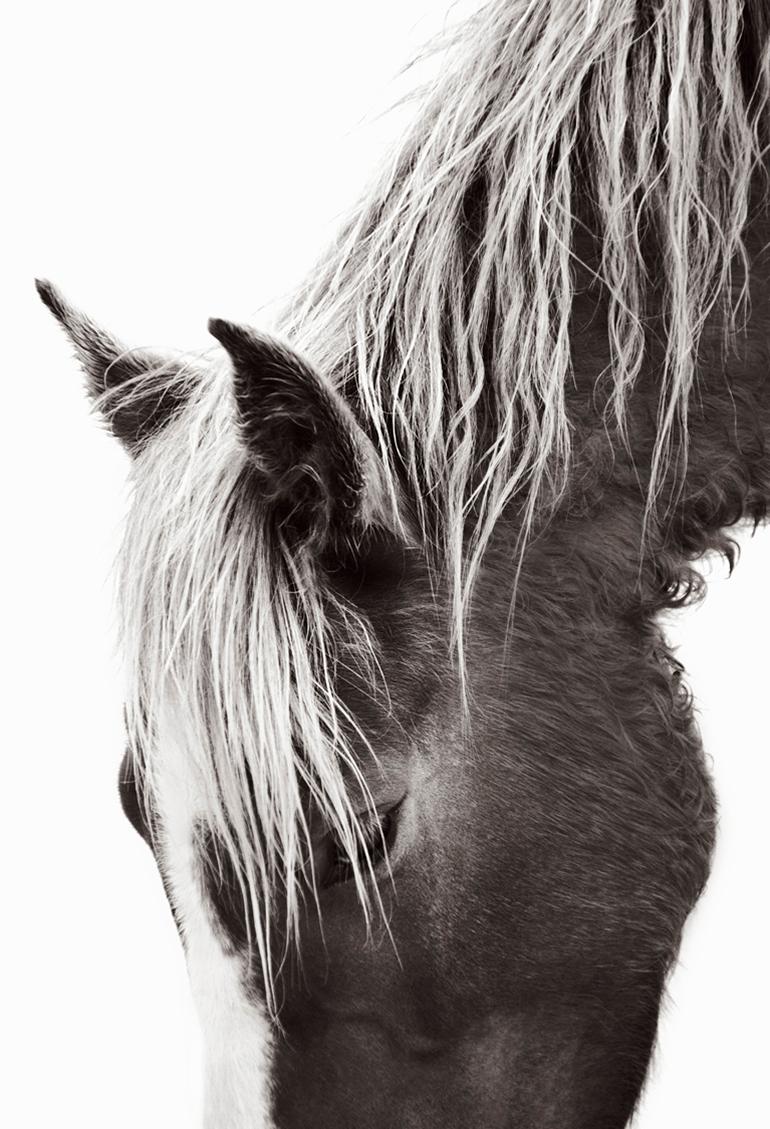 Portrait de profil d'un cheval sauvage sur l'île de la zibeline avec de la lumière, paysage vertical