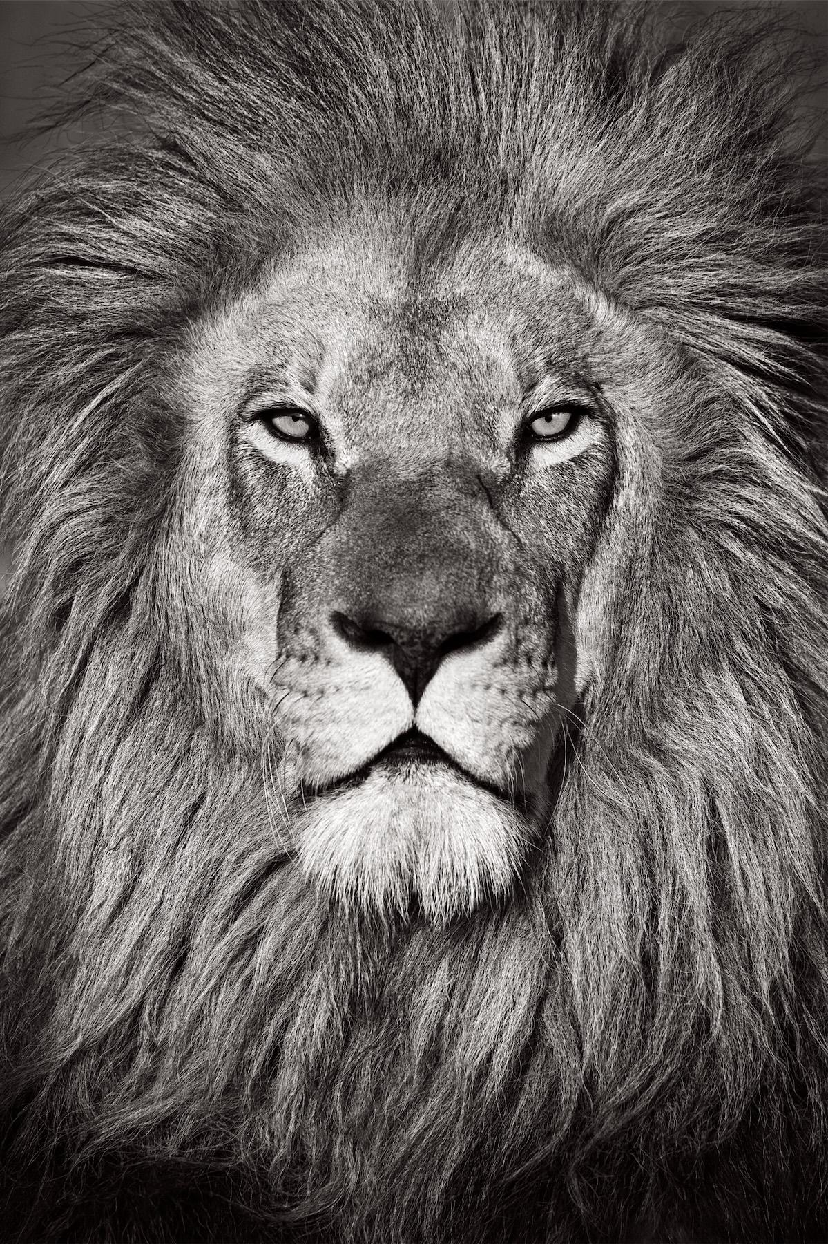 Portrait royal d
un lion à la grande crinière dans un beau noir et blanc.