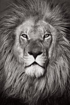 Königliches Porträt eines Löwen mit großer Mähne in schönem Schwarz und Weiß