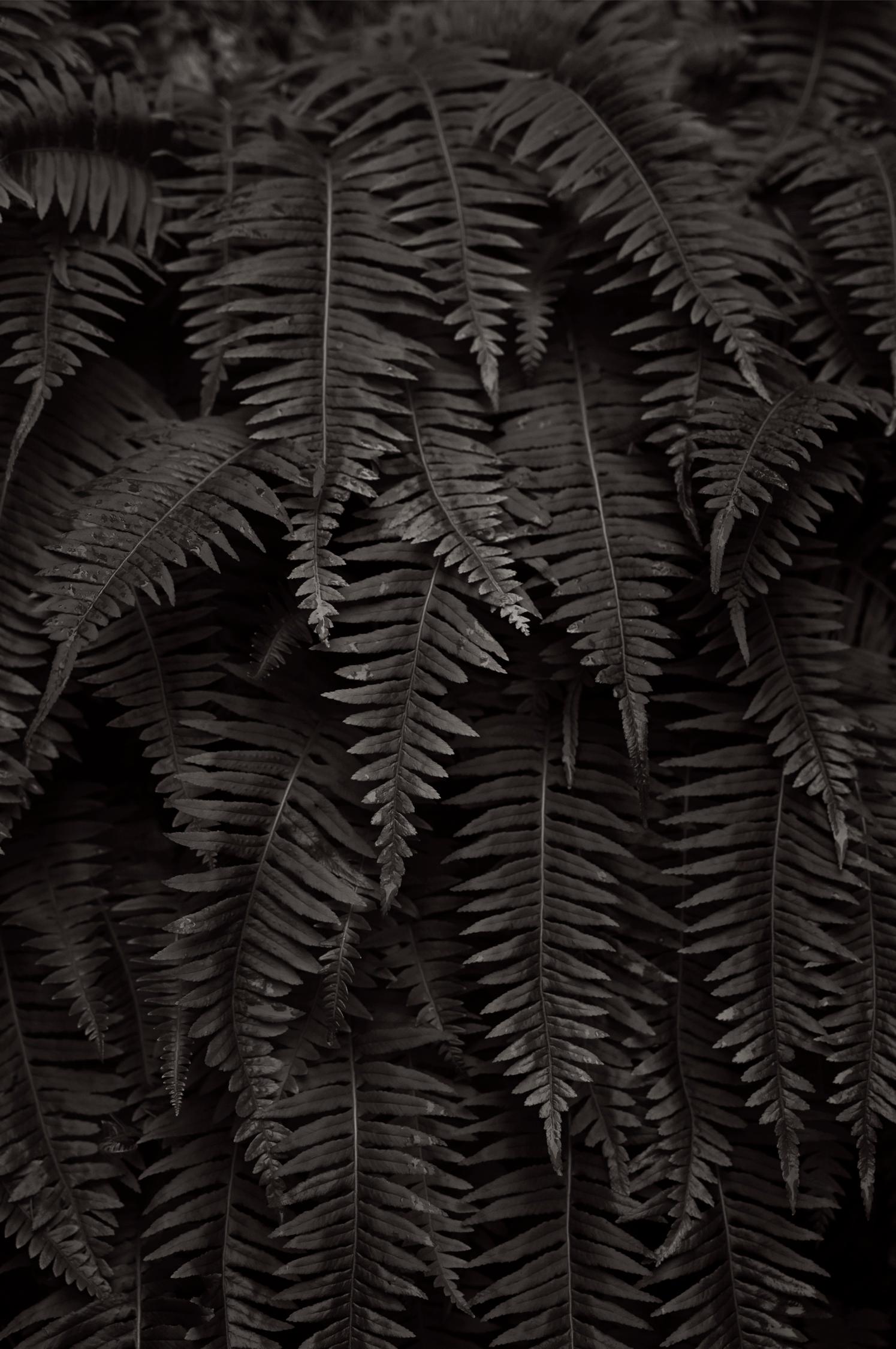 Photo en noir et blanc de fougères dans les gorges du fleuve Columbia, en Oregon. - Photograph de Drew Doggett