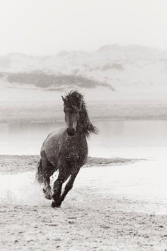 Laufsteg mit Wildpferd auf Zobelinsel, Schwarz-Weiß-Fotografie, Reiter
