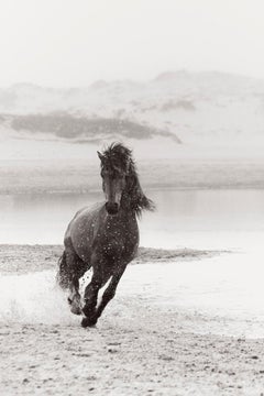 Cheval sauvage courant sur l'île de Sable, Photographie en noir et blanc, équitation