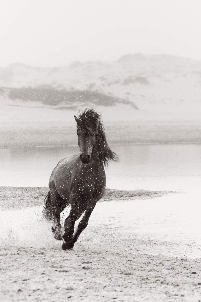 Black and White Photograph di Drew Doggett - Cavallo selvaggio in corsa sull'isola di Sable, Fotografia in bianco e nero, Equestre