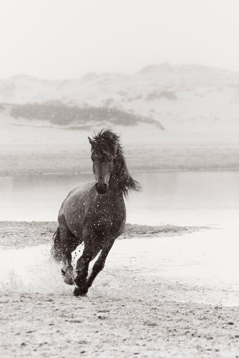 Drew Doggett Portrait Photograph - Running Wild Horse on Sable Island, Black and White Photography, Equestrian