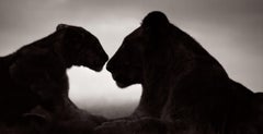 Silhouette von zwei Löwen, die sich in der Dämmerung gegenüberstehen, Schwarz und Weiß