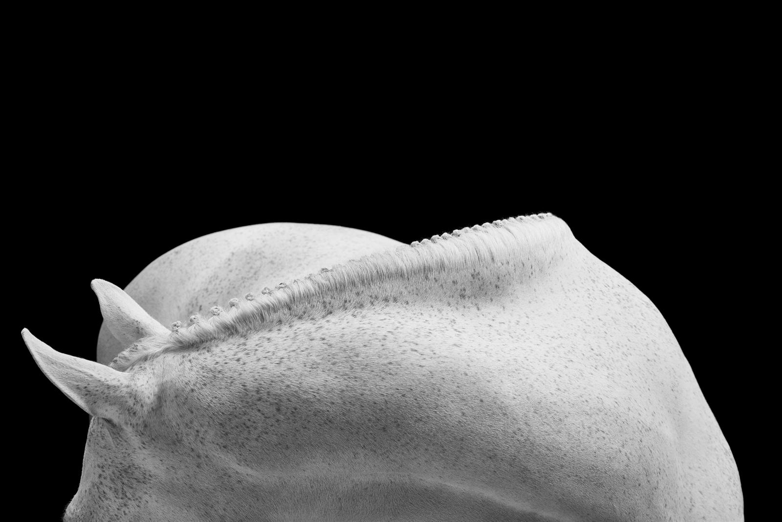 Black and White Photograph di Drew Doggett - Le semplici linee curve di questo cavallo su uno sfondo nero ne evidenziano la bellezza.