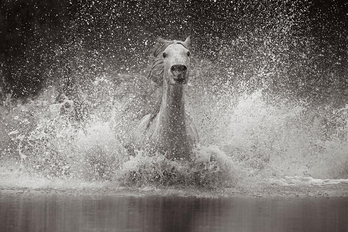 Black and White Photograph di Drew Doggett - Cavallo singolo della Camargue tutto bianco che corre in avanti, Etereo, Francia, Orizzontale