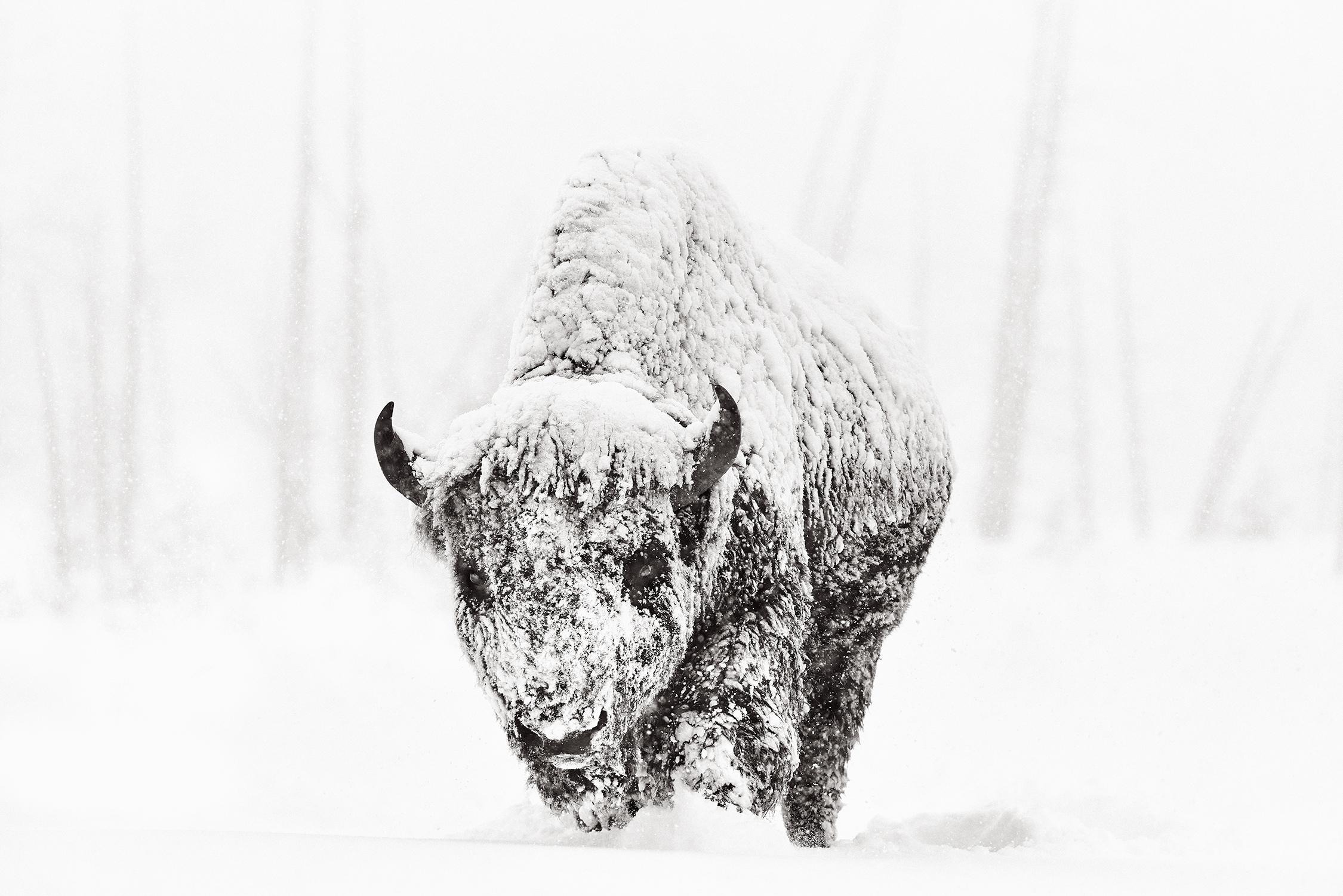 Single bison walking towards viewers, covered in snow, in dramatic black & white