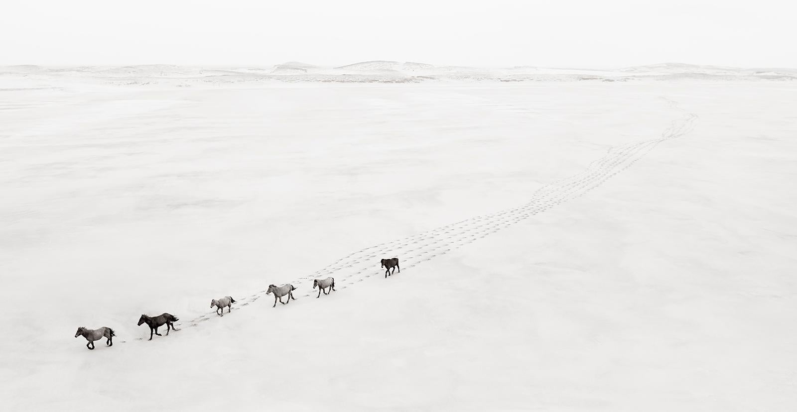 Drew Doggett Black and White Photograph – Sechs wilde Pferde, die sich schnell über die Ufer von Sable Island bewegen