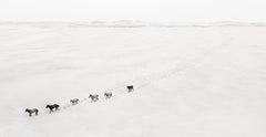 Six wild horses moving swiftly across the shores of Sable Island