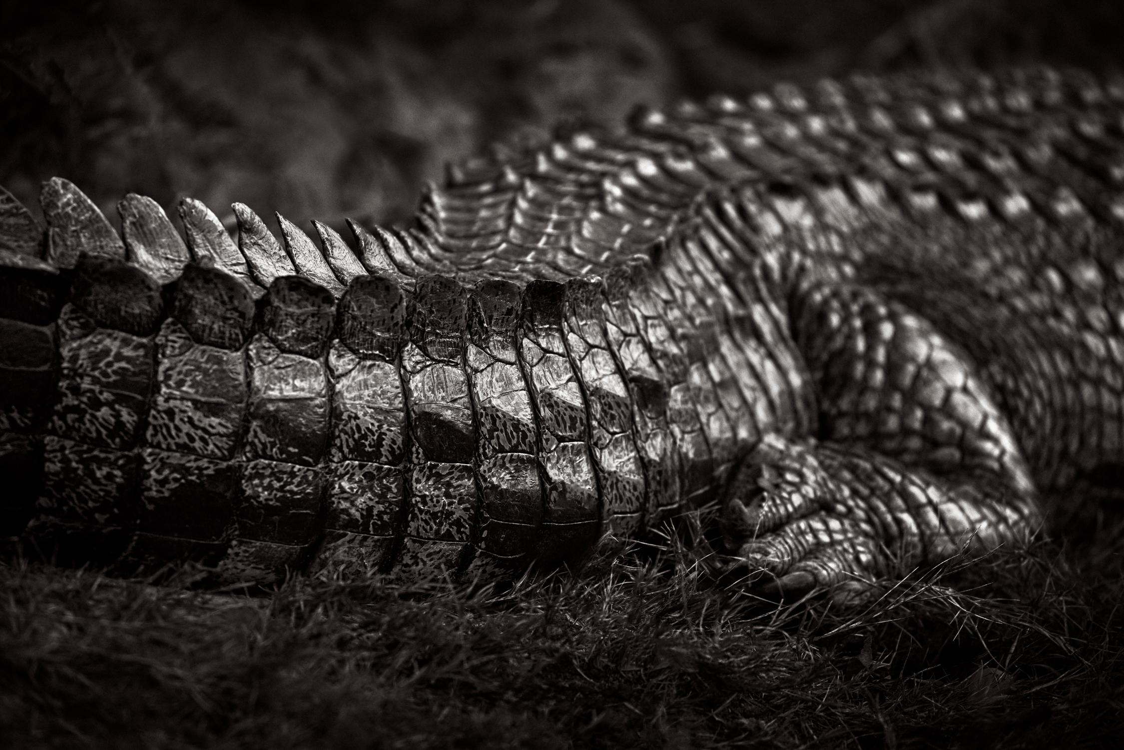 Drew Doggett Black and White Photograph - Striking black and white image of crocodile scales in refined detail