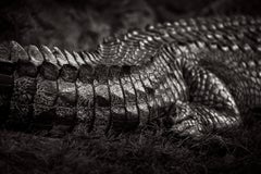 Striking black and white image of crocodile scales in refined detail