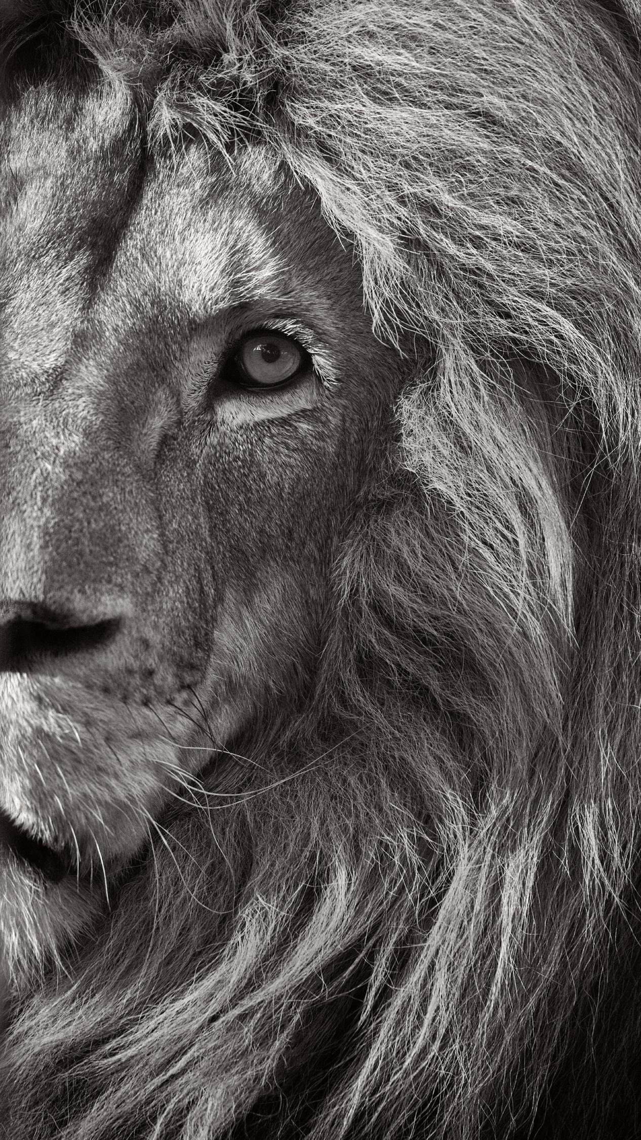 Photo en noir et blanc d
un lion qui regarde l
observateur.