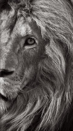 Llamativa foto en blanco y negro de un león mirando al espectador