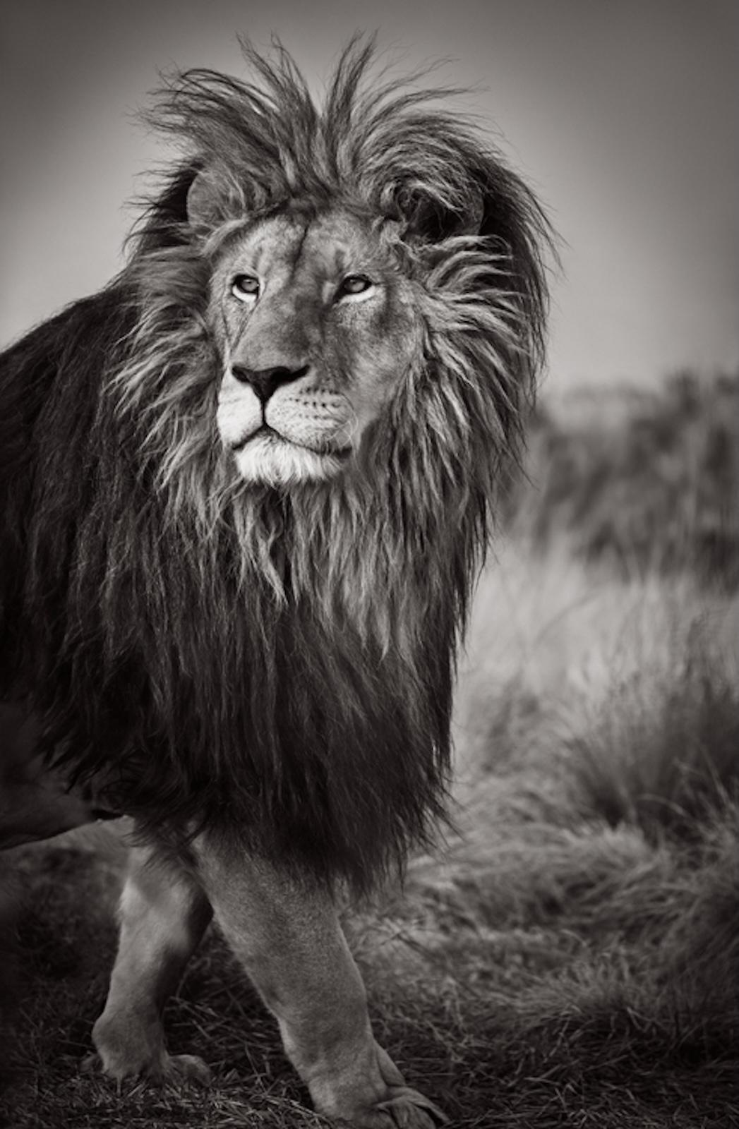 Drew Doggett Black and White Photograph - Striking close-up fine art portrait of a male lion with a mane gazing left