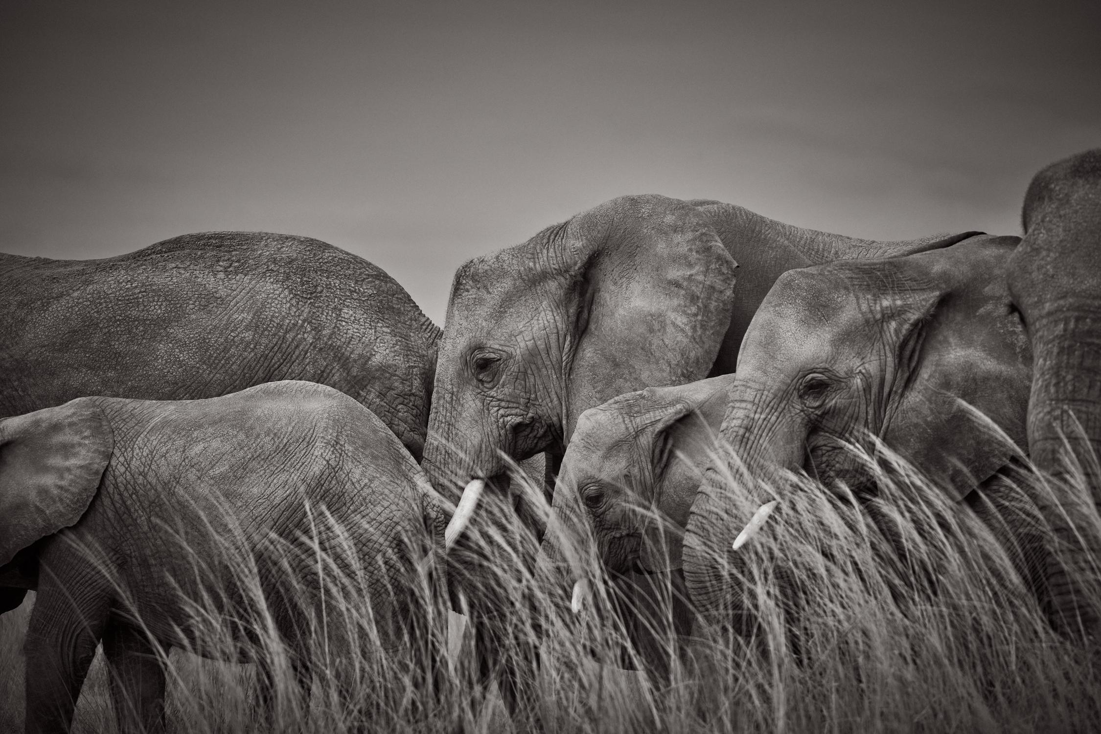 Striking monochrome scene of elephants walking together through open grass