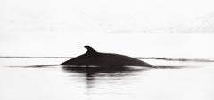 Surreale fotografia astratta in bianco e nero di una balena in superficie