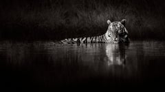 Surreal Black & White Tiger in a Dark Pool of Water in the Jungle of India