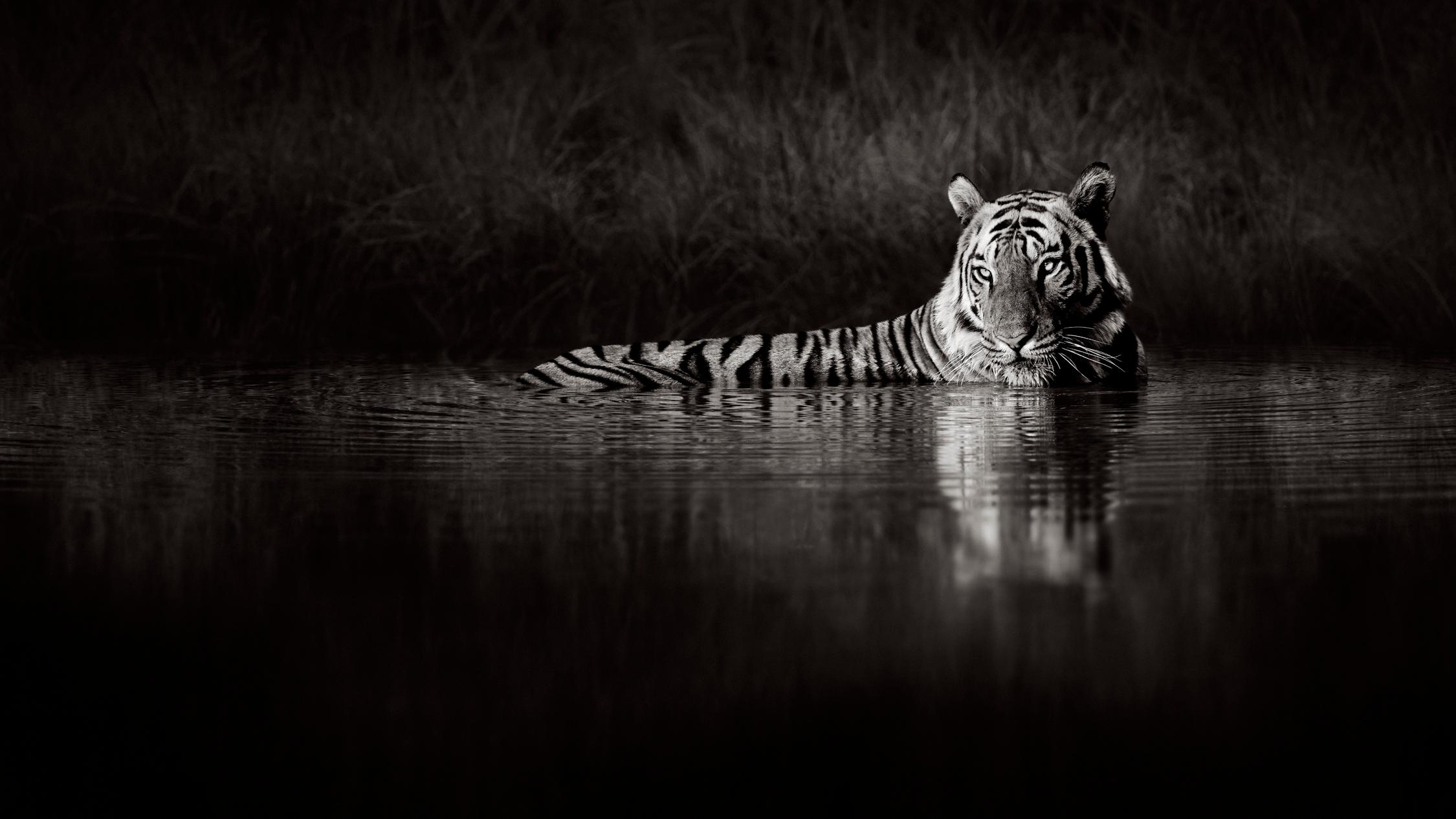 Drew Doggett Black and White Photograph – Surrealer Schwarz-Weiß-Tiger in einem dunklen Wasserbecken im Dschungel Indiens