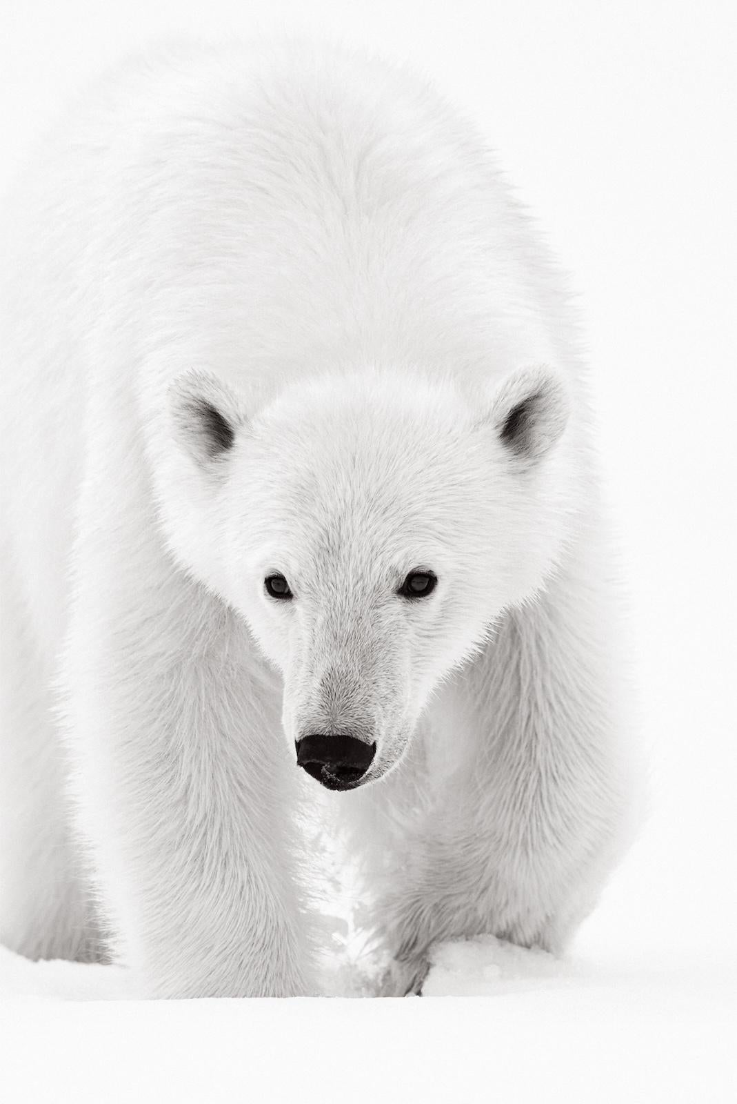 Captura surrealista de una osa polar caminando hacia la cámara con la cabeza gacha - Photograph de Drew Doggett